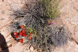 Claret cup and fishhook cactus [sat apr 23 10:11:25 mdt 2022]